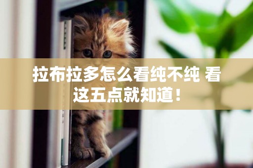 拉布拉多怎么看純不純 看這五點就知道! 拉布拉多怎么看純不純 看這五點就知道!