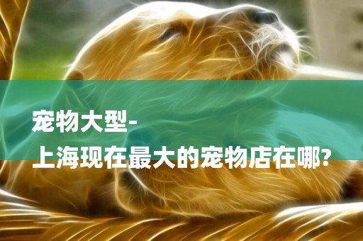 寵物大型-
上海現在最大的寵物店在哪?