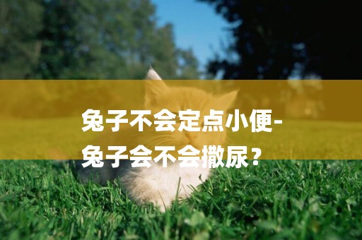 兔子不會定點小便-
兔子會不會撒尿？