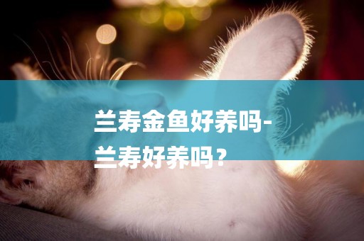 蘭壽金魚好養嗎-
蘭壽好養嗎？