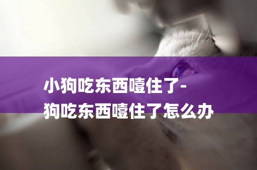 小狗吃東西噎住了-
狗吃東西噎住了怎么辦