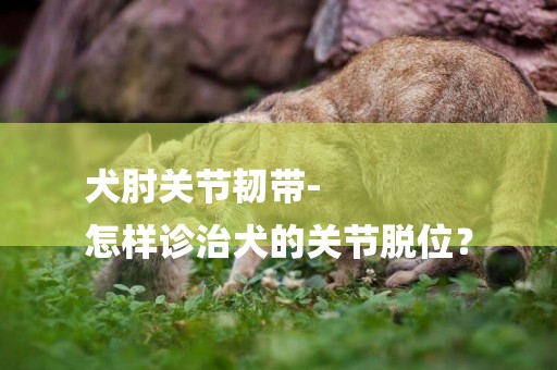 犬肘關節韌帶-
怎樣診治犬的關節脫位？