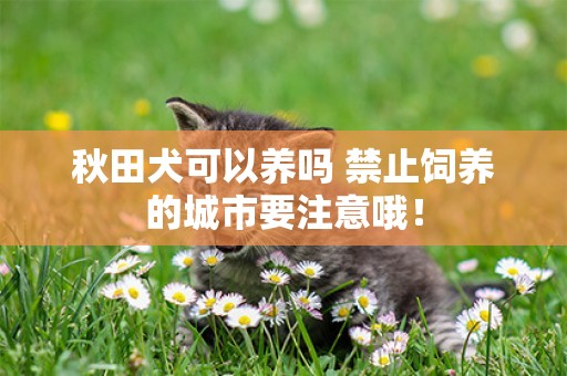 秋田犬可以養嗎 禁止飼養的城市要注意哦！