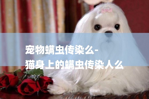 寵物螨蟲傳染么-
貓身上的螨蟲傳染人么
