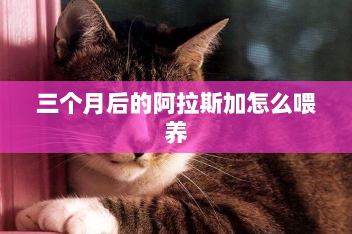 三個月后的阿拉斯加怎么喂養