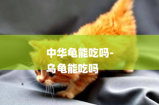 中華龜能吃嗎-
烏龜能吃嗎