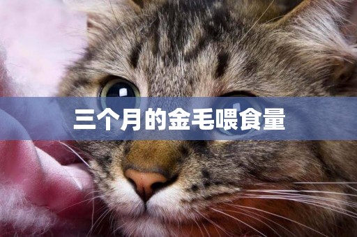 三個月的金毛喂食量