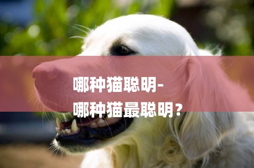 哪種貓聰明-
哪種貓最聰明？