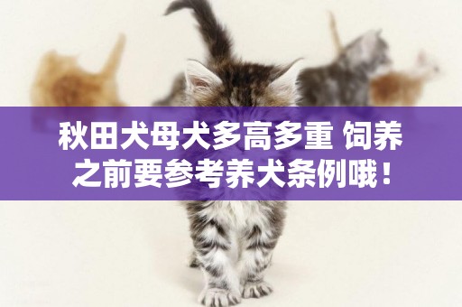 秋田犬母犬多高多重 飼養之前要參考養犬條例哦！
