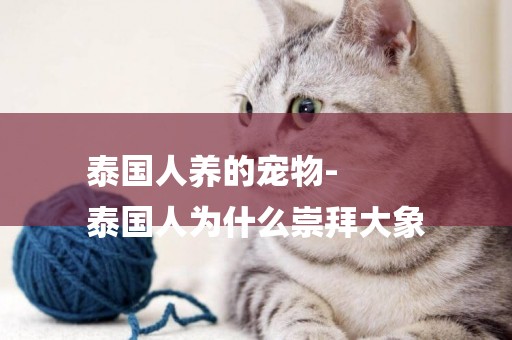 泰國人養的寵物-
泰國人為什么崇拜大象