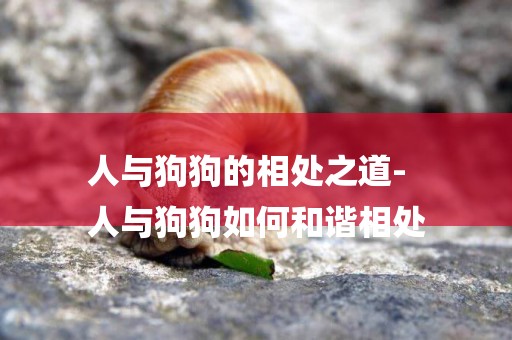 人與狗狗的相處之道-
人與狗狗如何和諧相處