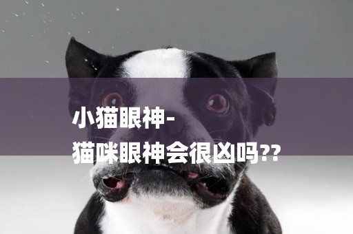 小貓眼神-
貓咪眼神會很兇嗎??
