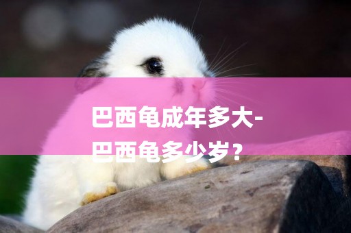 巴西龜成年多大-
巴西龜多少歲？
