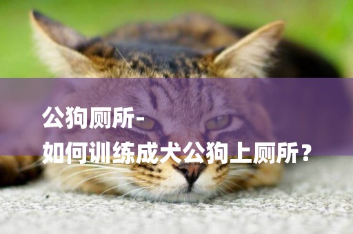 公狗廁所-
如何訓練成犬公狗上廁所？
