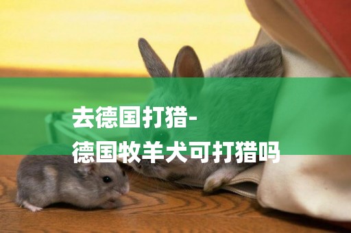 去德國打獵-
德國牧羊犬可打獵嗎