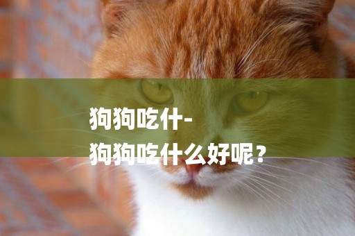 狗狗吃什-
狗狗吃什么好呢？