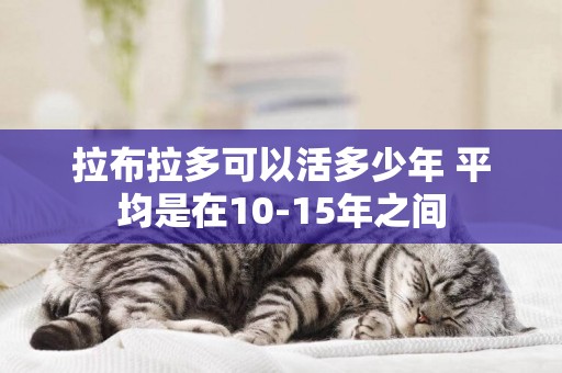 拉布拉多可以活多少年 平均是在10-15年之間