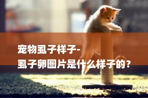 寵物虱子樣子-
虱子卵圖片是什么樣子的？