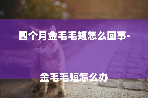 四個月金毛毛短怎么回事-
金毛毛短怎么辦