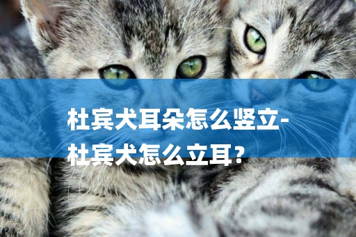 杜賓犬耳朵怎么豎立-
杜賓犬怎么立耳？