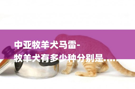 中亞牧羊犬馬雷-
牧羊犬有多少種分別是……