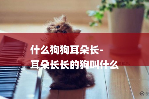 什么狗狗耳朵長-
耳朵長長的狗叫什么