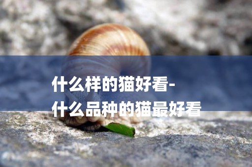 什么樣的貓好看-
什么品種的貓最好看
