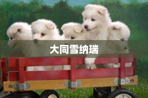 大同雪納瑞