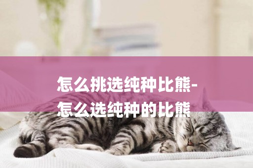 怎么挑選純種比熊-
怎么選純種的比熊