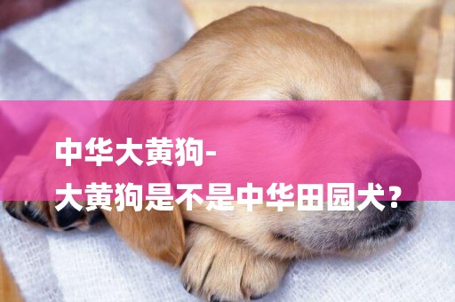 中華大黃狗-
大黃狗是不是中華田園犬？