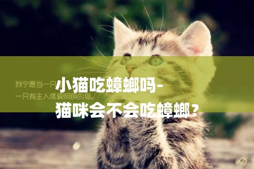 小貓吃蟑螂嗎-
貓咪會不會吃蟑螂？