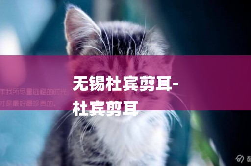 無錫杜賓剪耳-
杜賓剪耳