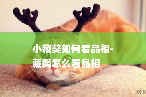 小藏獒如何看品相-
藏獒怎么看品相