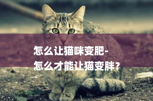 怎么讓貓咪變肥-
怎么才能讓貓變胖？