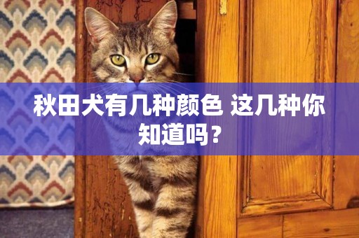 秋田犬有幾種顏色 這幾種你知道嗎？