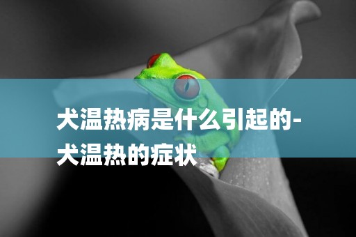 犬溫熱病是什么引起的-
犬溫熱的癥狀