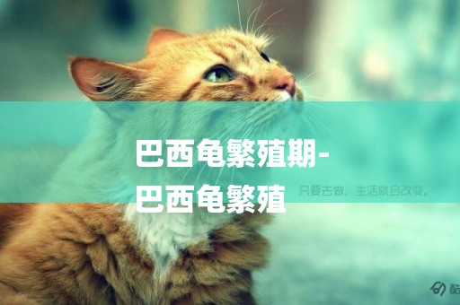巴西龜繁殖期-
巴西龜繁殖