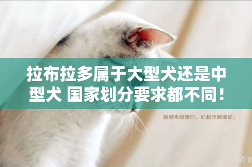 拉布拉多屬于大型犬還是中型犬 國家劃分要求都不同！