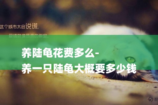 養陸龜花費多么-
養一只陸龜大概要多少錢