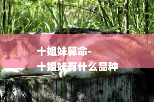 十姐妹算命-
十姐妹有什么品種