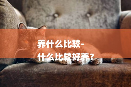 養什么比較-
什么比較好養？