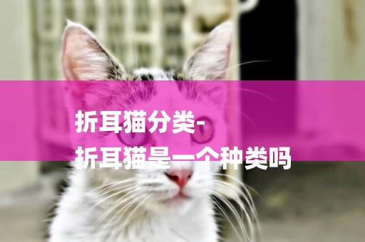 折耳貓分類-
折耳貓是一個種類嗎
