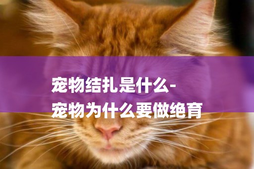 寵物結扎是什么-
寵物為什么要做絕育