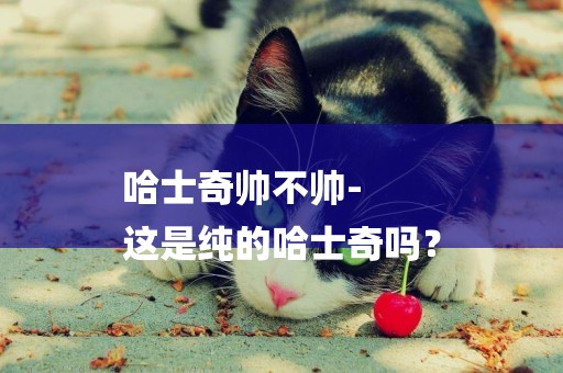 哈士奇帥不帥-
這是純的哈士奇嗎？