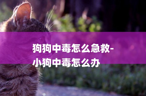狗狗中毒怎么急救-
小狗中毒怎么辦