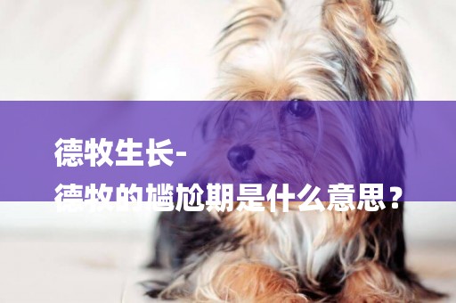 德牧生長-
德牧的尷尬期是什么意思？