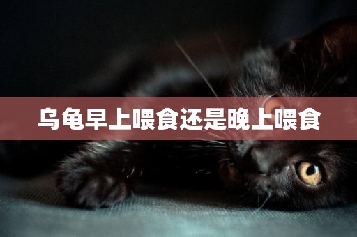 烏龜早上喂食還是晚上喂食