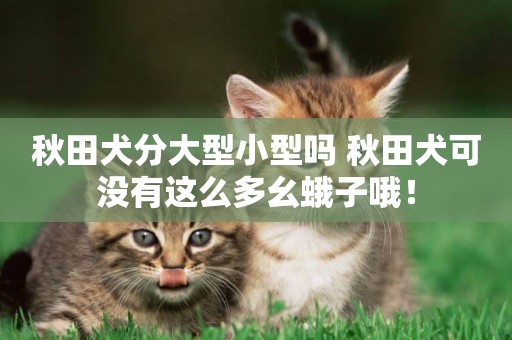 秋田犬分大型小型嗎 秋田犬可沒有這么多幺蛾子哦！