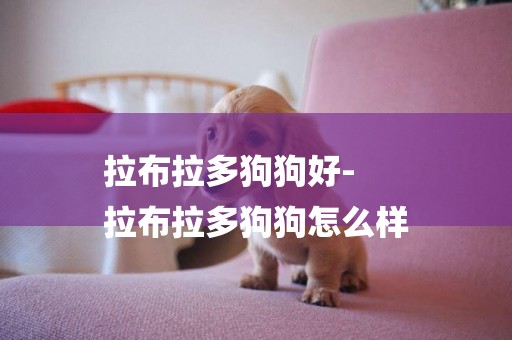 拉布拉多狗狗好-
拉布拉多狗狗怎么樣