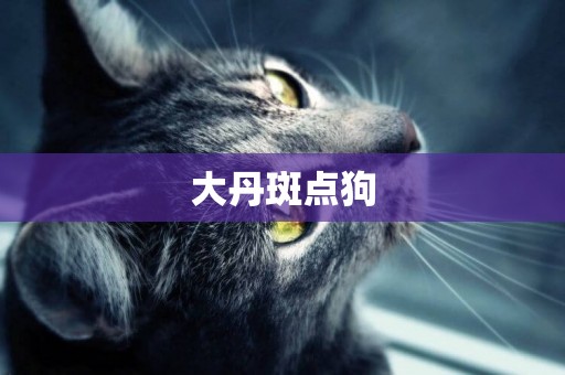 大丹斑點狗